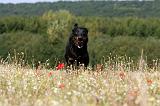 BEAUCERON 733